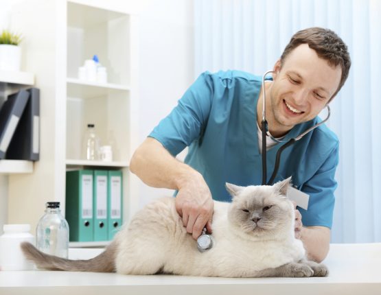 Vétérinaire avec chat